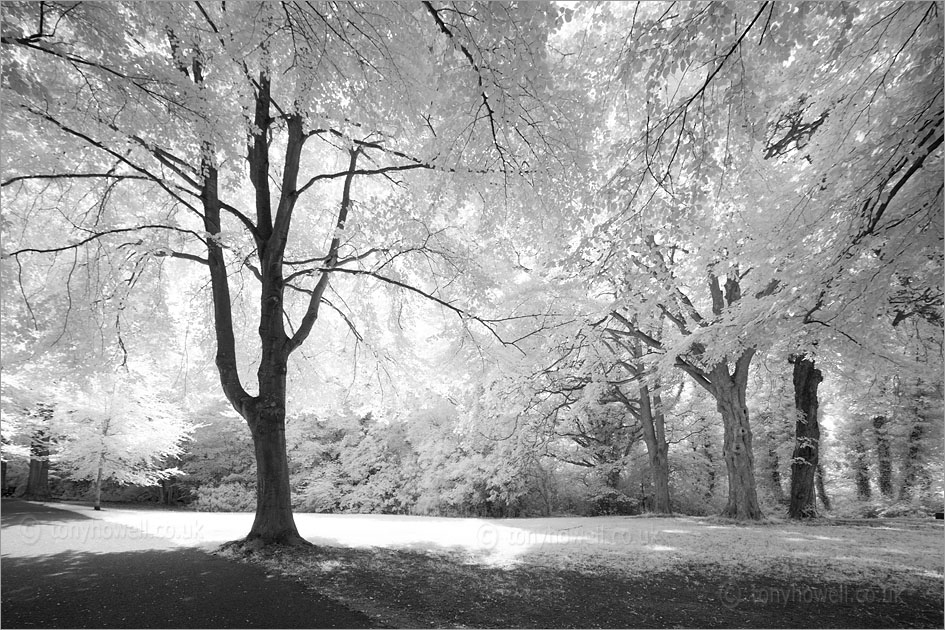 Beech Trees, Clifton (Infrared Camera, turns foliage white)