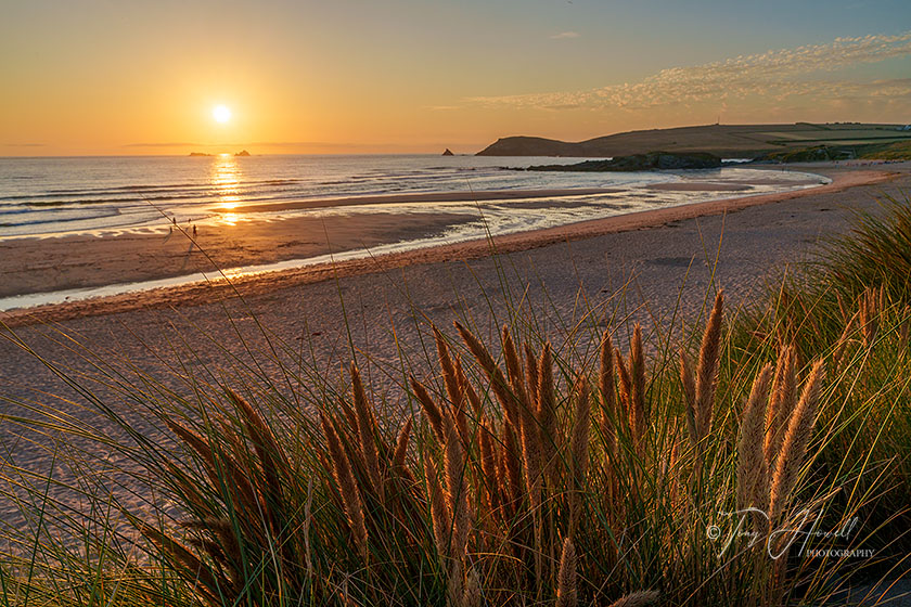 Constantine Bay, Marram grass in flower, Sunset