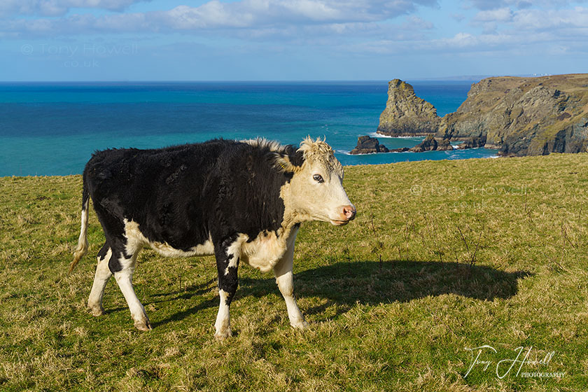 Cow, Bossiney near Tintagel