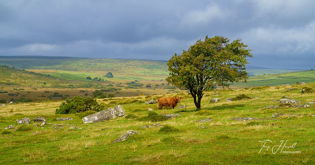 Cow, Hawthorn Tree, Bodmin Moor