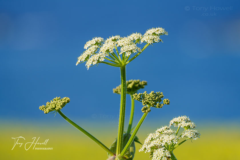 Cow Parsley, West Pentire