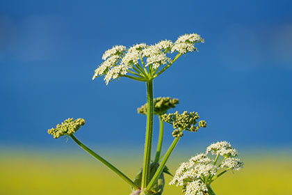 Cow-Parsley-West-Pentire-Cornwall