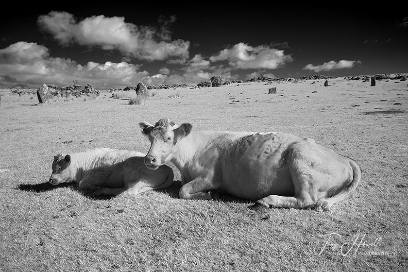 Cows, Hurlers Stone Circle, Bodmin Moor (Infrared Camera, turns foliage white)