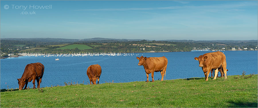 Cows, Mylor, Carrick Roads