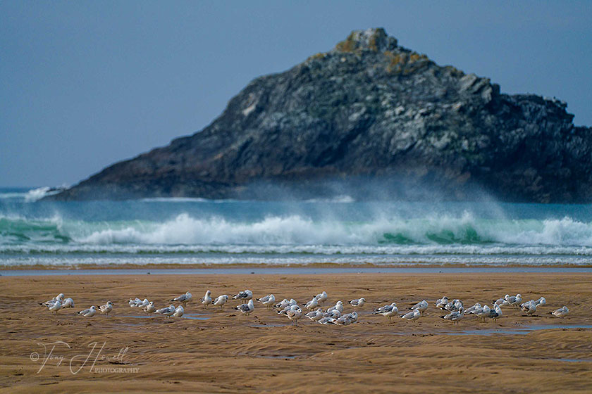 Crantock Beach, Gulls, Wave