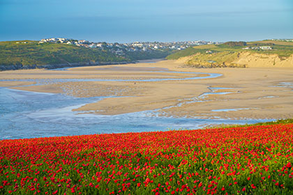 Crantock-Beach-Poppies-Cornwall