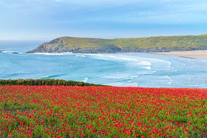 Crantock-Beach-Poppies-Cornwall