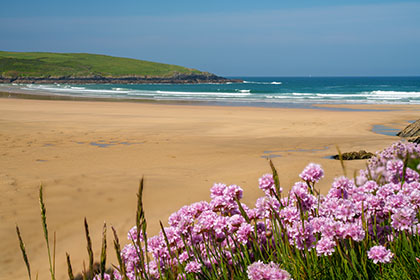 Crantock-Beach-Sea-Pinks-Cornwall