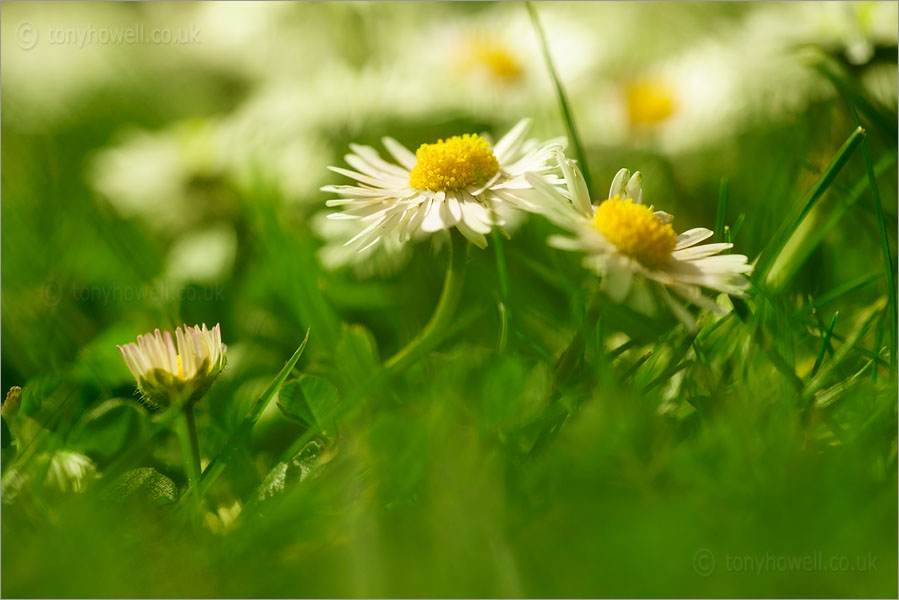 Daisies in the Grass