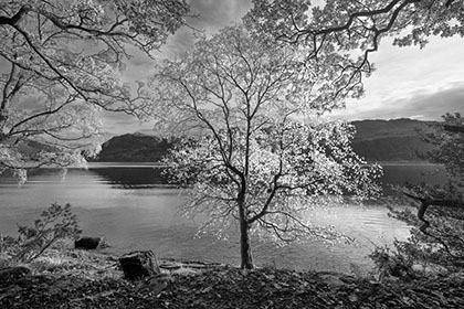 Derwent-Water-Birch-Tree-Lake-District-Cumbria
