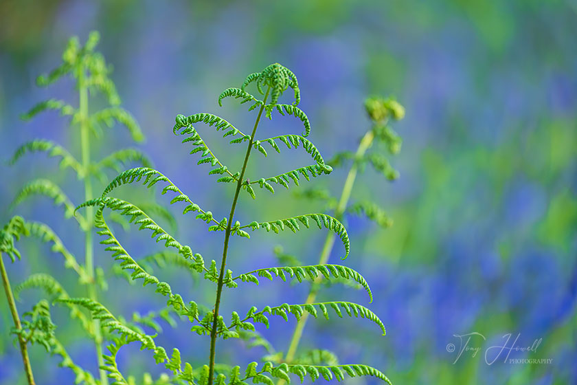 Fern, Bluebells, Tehidy Woods