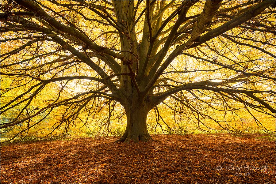 Fern leaved Beech Tree, Autumn