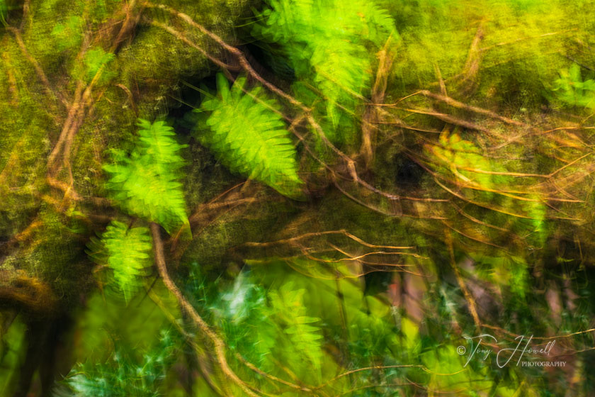 Ferns, ICM (Intentional Camera Movement), Golitha-Falls