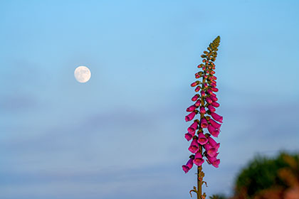 Foxglove-Moon-Wheal-Coates-AR3502