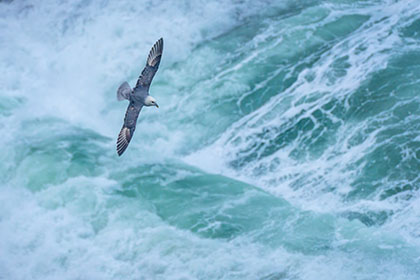Fulmar-Trevellas-Cove-St-Agnes-Cornwall