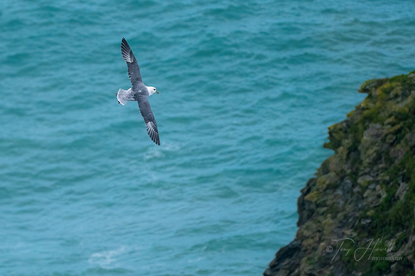 Fulmar, Trevellas Cove, St Agnes