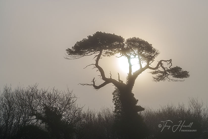 The Giving Tree, (Pine) Truro