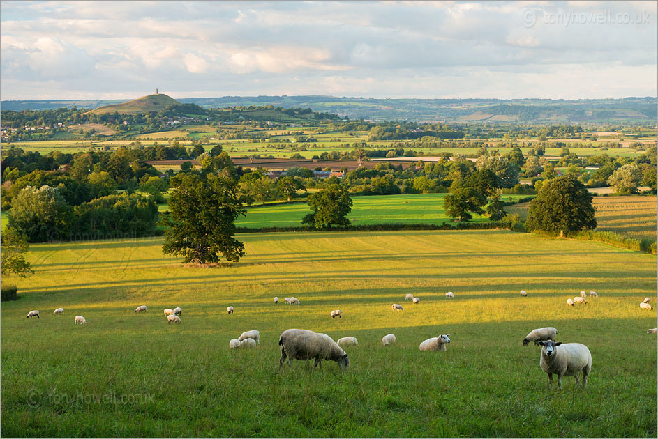 Sheep, Glastonbury Tor