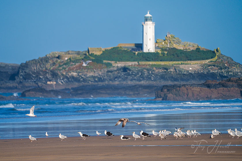 Godrevy Lighthouse, Gulls