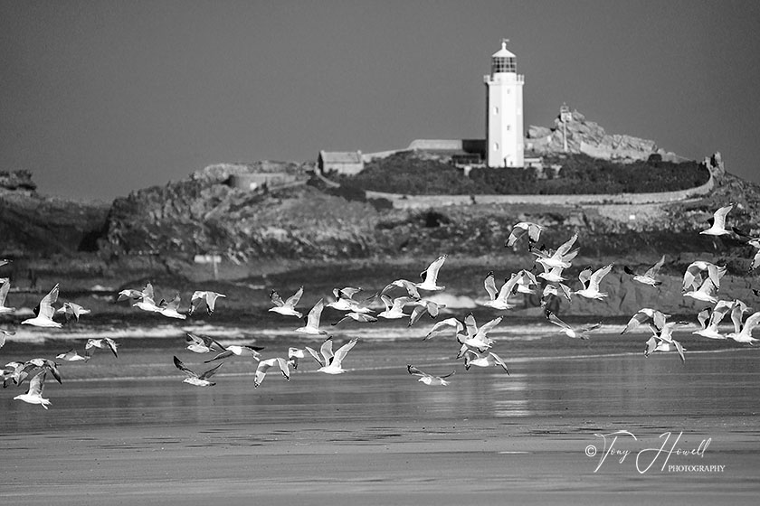 Godrevy Lighthouse, Gulls