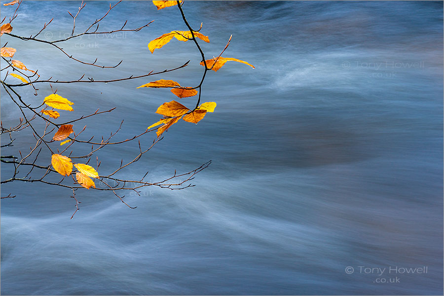 Golitha Falls, Beech Tree Leaves, Autumn