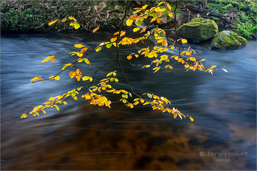 Golitha Falls, Beech Tree Leaves, Autumn