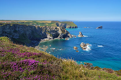 Gooden-Heane-Rock-Heather-Portreath-Cornwall