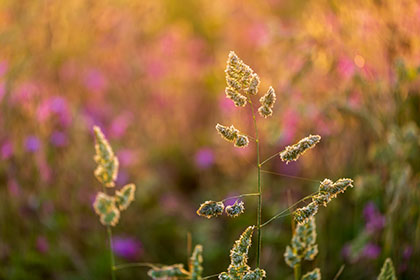 Grasses-Wheal-Coates-Cornwall-AR3501