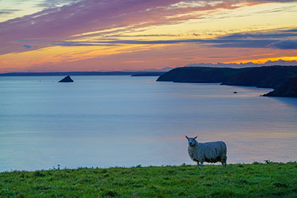 Gull-Rock-Sunset-Roseland-Cornwall