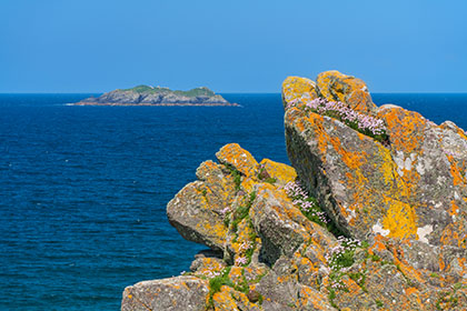 Gulland-Rock-Trevone-Sea-Pinks-Cornwall