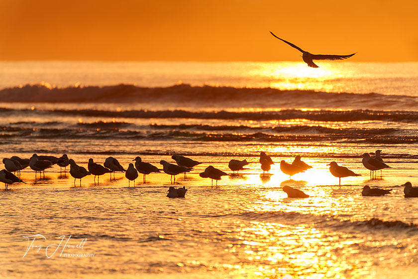 Gulls, Sunset, Gwithian