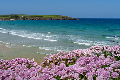 Harlyn-Bay-Sea-Pinks-Cornwall
