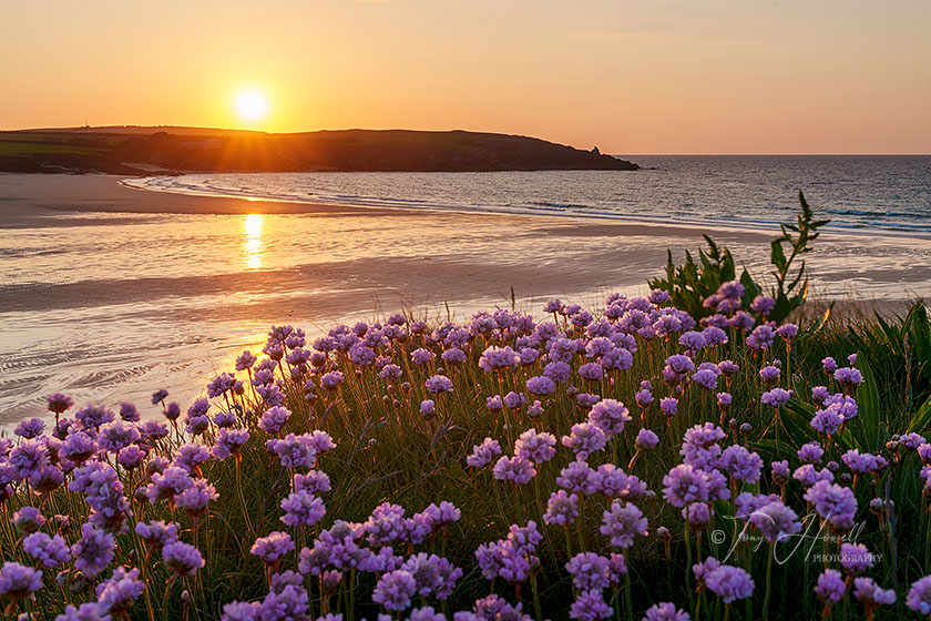 Harlyn Bay, Sea Pinks