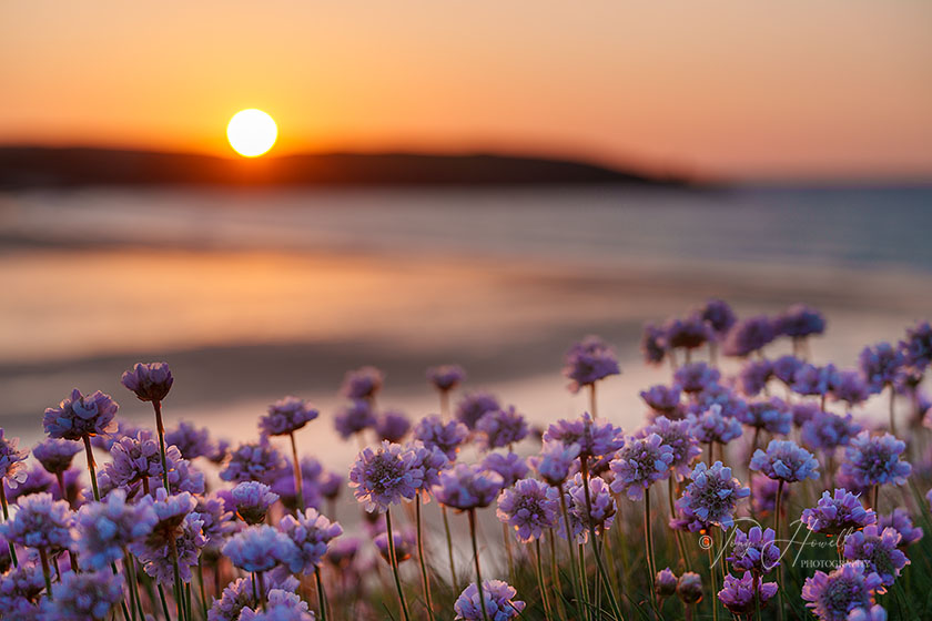 Harlyn Bay, Sea Pinks