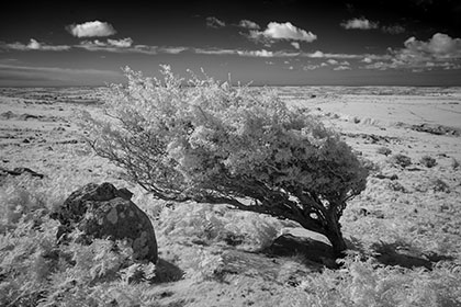 Hawthorn-Tree-Bodmin-Moor-Infrared-Cornwall