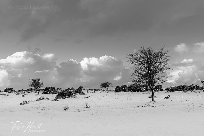 Hawthorn Trees, Snow, Minions, Bodmin Moor