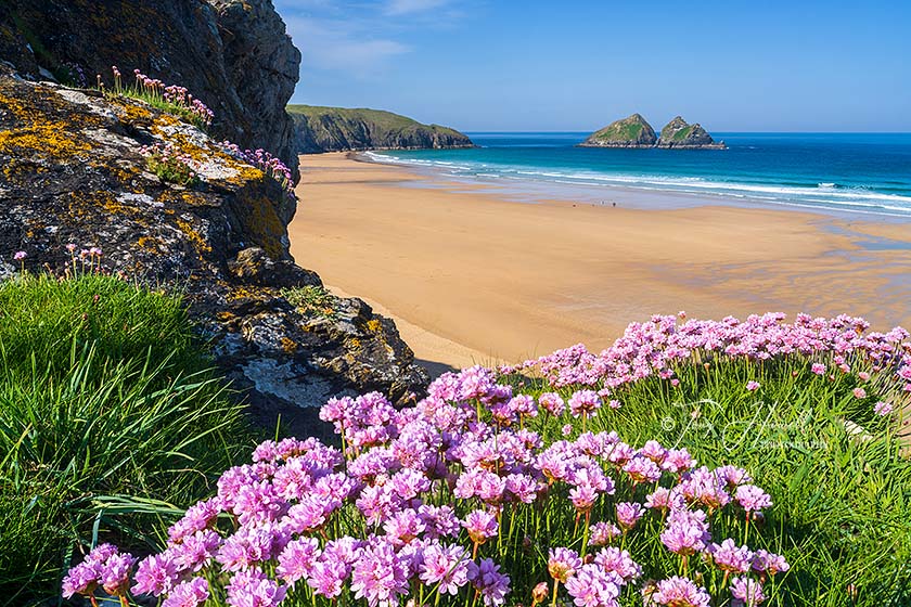 Holywell Bay, Sea Pinks