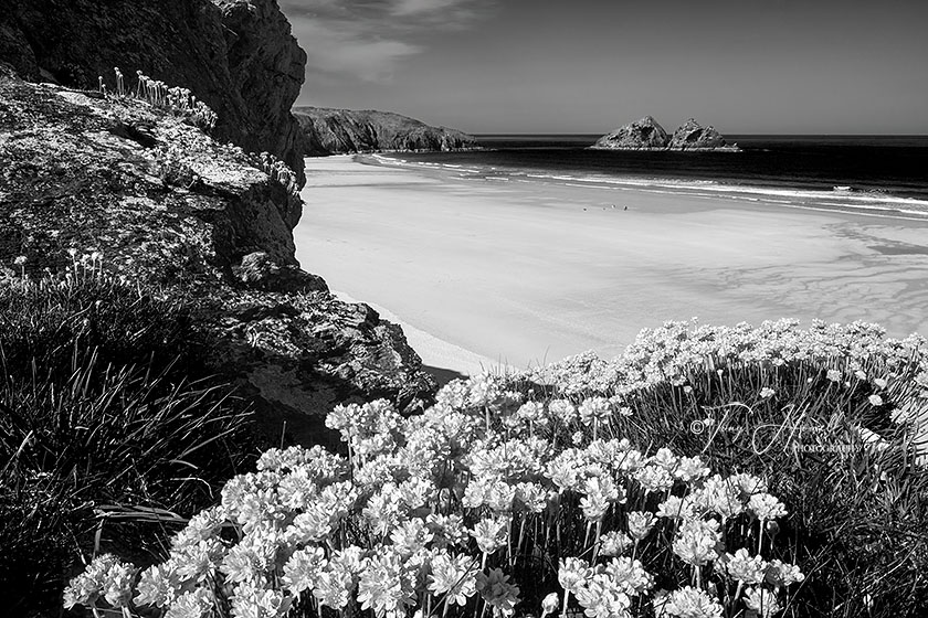 Holywell Bay, Sea Pinks