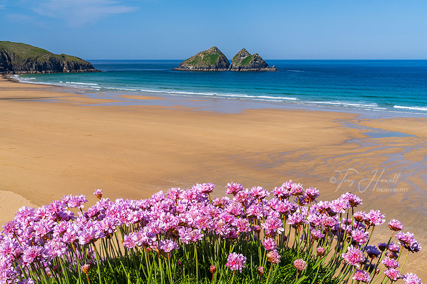Holywell Bay, Sea Pinks