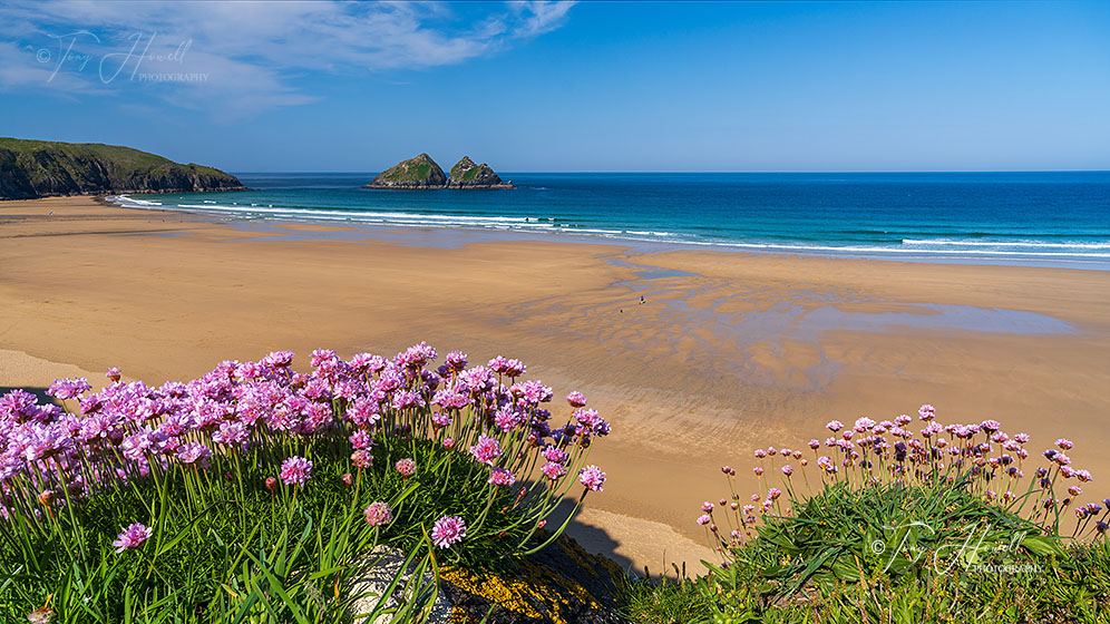 Holywell Bay, Sea Pinks