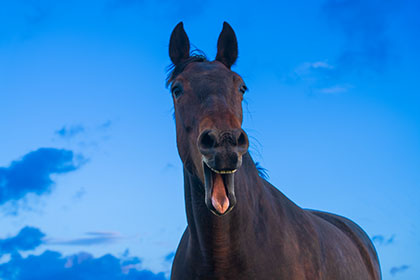 Horse-Laughing-Treen-Cornwall-AR3497