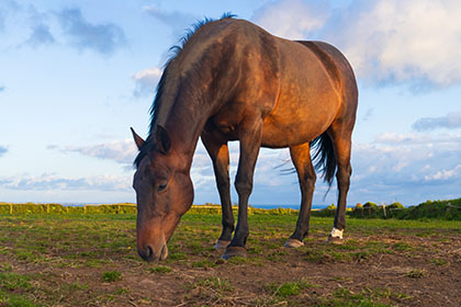 Horse-Treen-Cornwall-AR3499