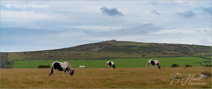 Horses, Hawks Tor, Bodmin Moor