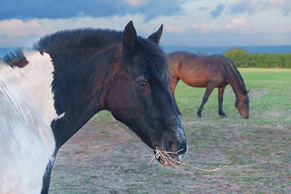 Horses-Treen-Cornwall-AR3498