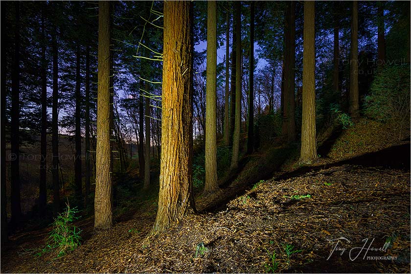 Idless Woods at Night, near Truro