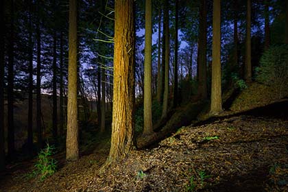 Idless-Woods-Night-Cornwall