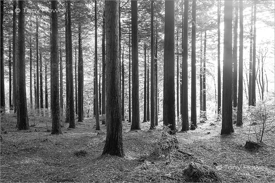 Idless Woods Pine Trees