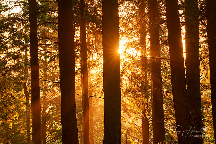 Idless Woods, Sunrise, Truro