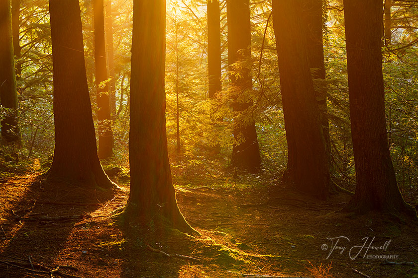 Idless Woods, Sunrise, Truro
