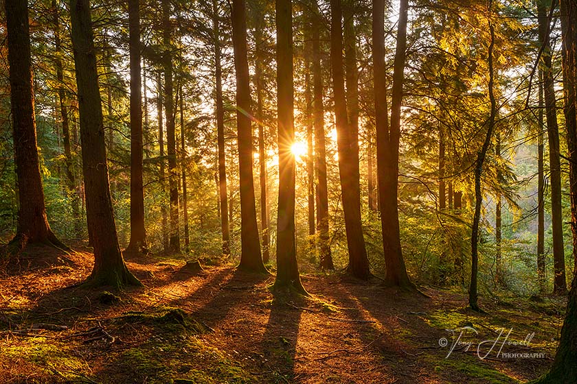 Idless Woods, Sunrise, Truro
